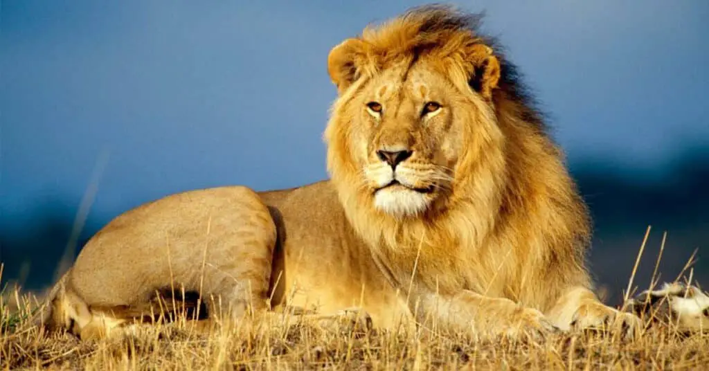 African lion (Panthera leo leo)