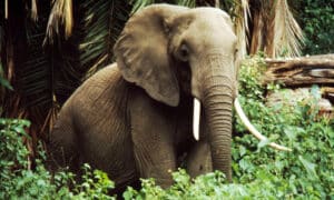 African savanna elephant (Loxodonta africana)