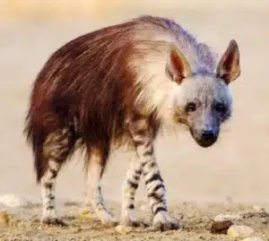 Brown hyena (Parahyaena brunnea)