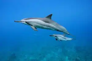 Discovering the Striped, Spotted, and Spinner Dolphins