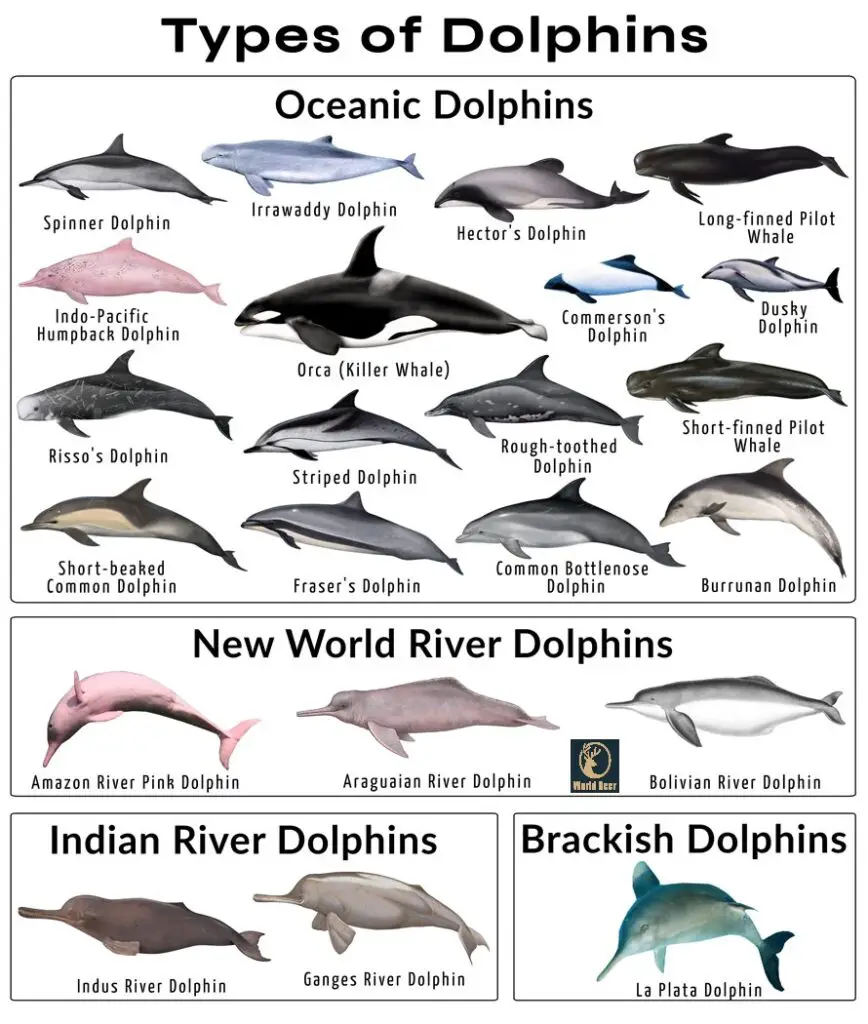 Dolphins, Cuties of the Aquas World