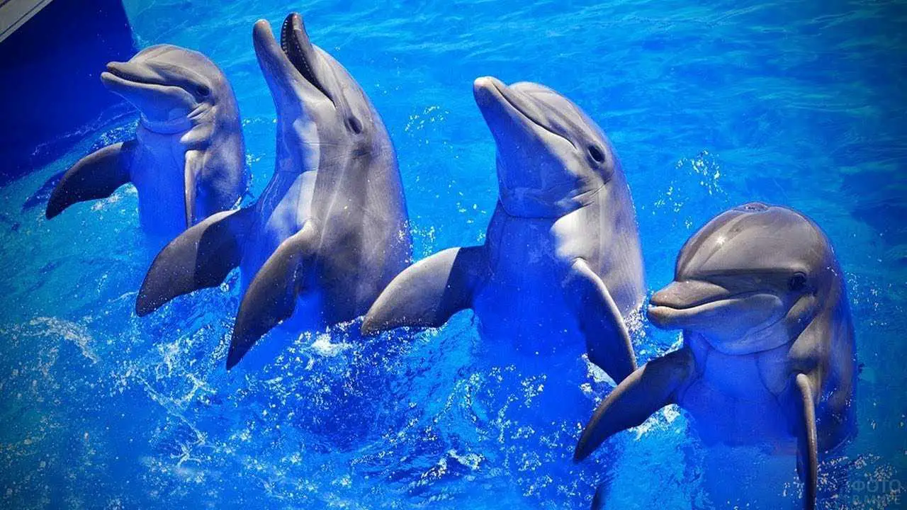 Dolphins Cuties of the Aquas World