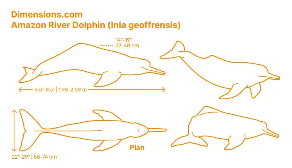 Dolphins size and Weight