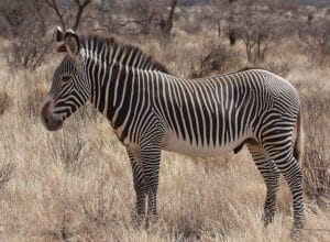 Grevy’s zebra (E.grevyi)