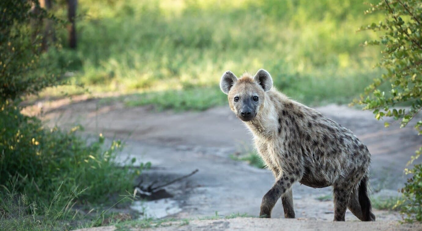 Hyenas, Africa’s Iconic Scavengers