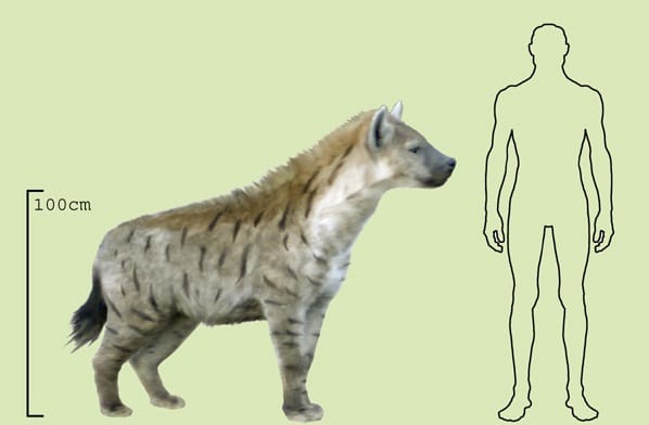 Hyenas Size and Weight