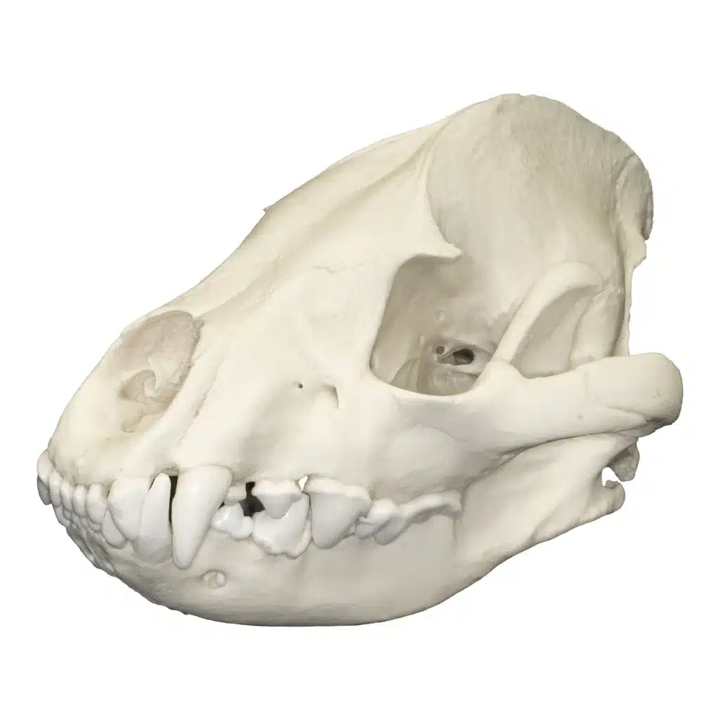 Hyenas Skull