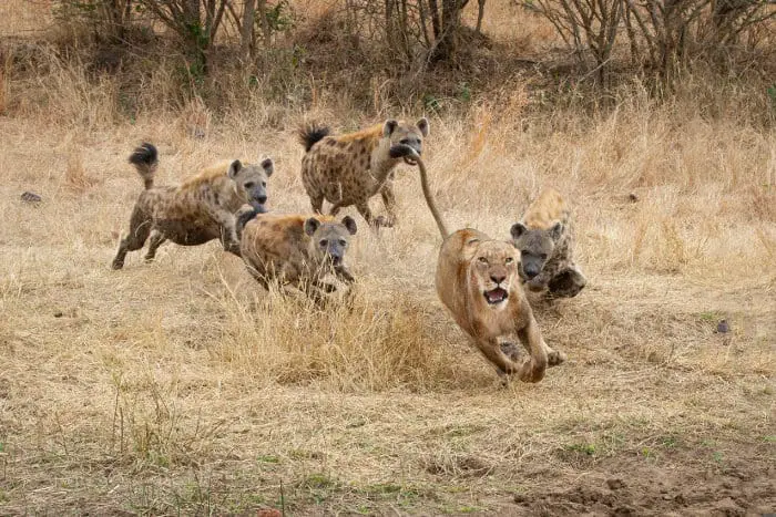 Hyenas Speed