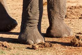 Legs and feet of Elephants