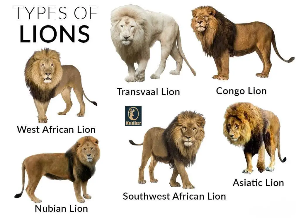 Lion Scientific Classification