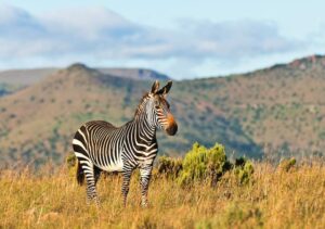 Mountain Zebra (Equus zebra)