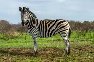 Plains zebra (Equus quagga)