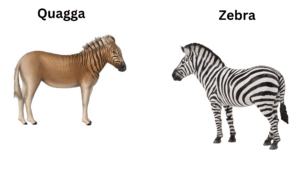 Quagga vs. Zebra: Key Differences and Unique Traits