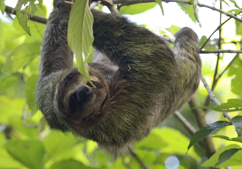 Sloths, The Ultimate Slow Movers of Nature