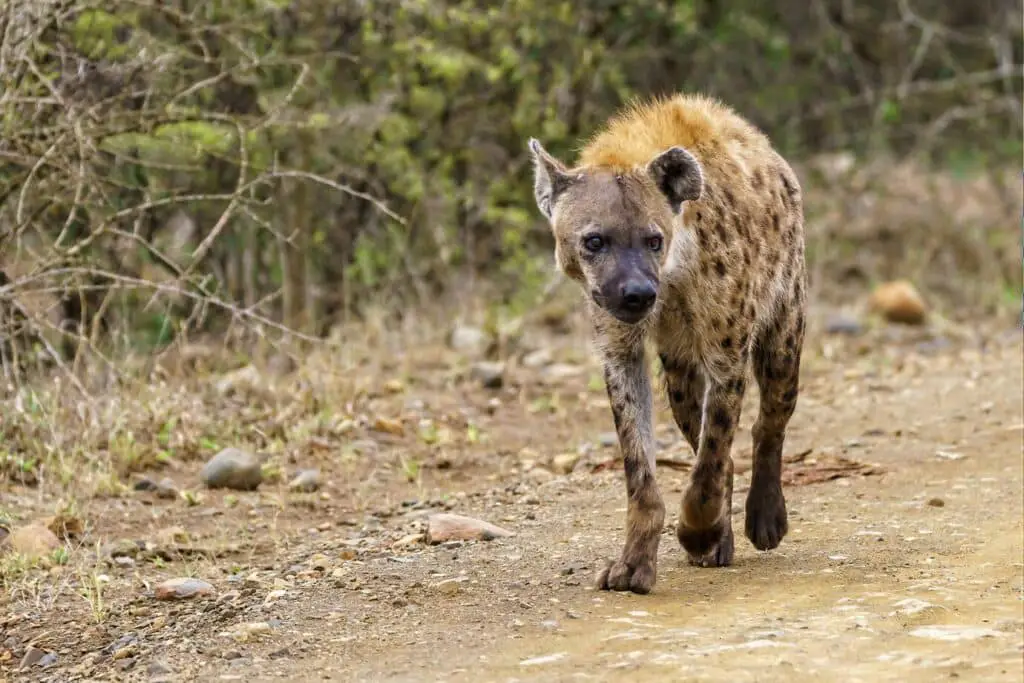 Spotted hyena (Crocuta crocuta)