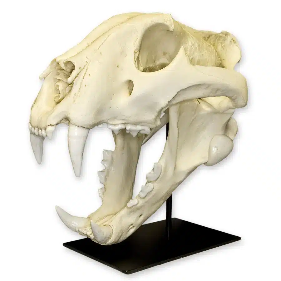 Tigers Skull