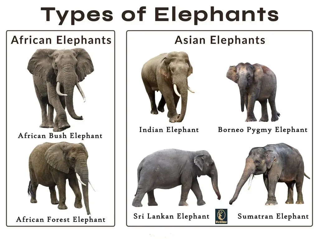 Types of Elephants