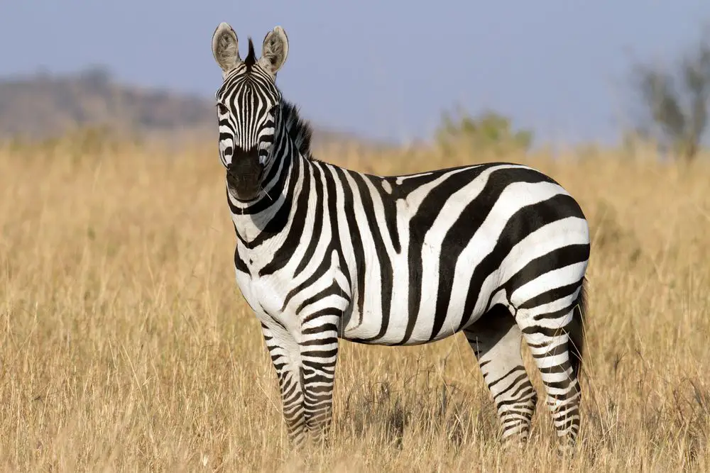 Zebra Size and Weight