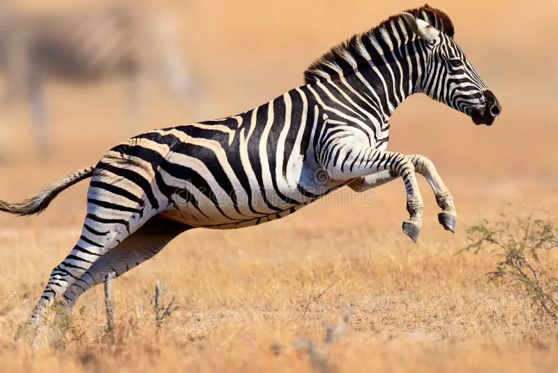 Zebra Speed