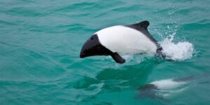 commerson's dolphins or Piebald dolphin