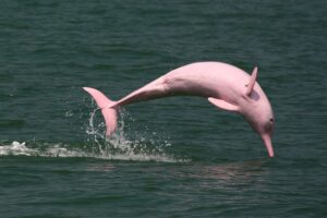 Amazon River dolphin