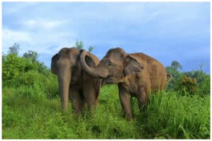 Asian elephant (Elephas maximus)