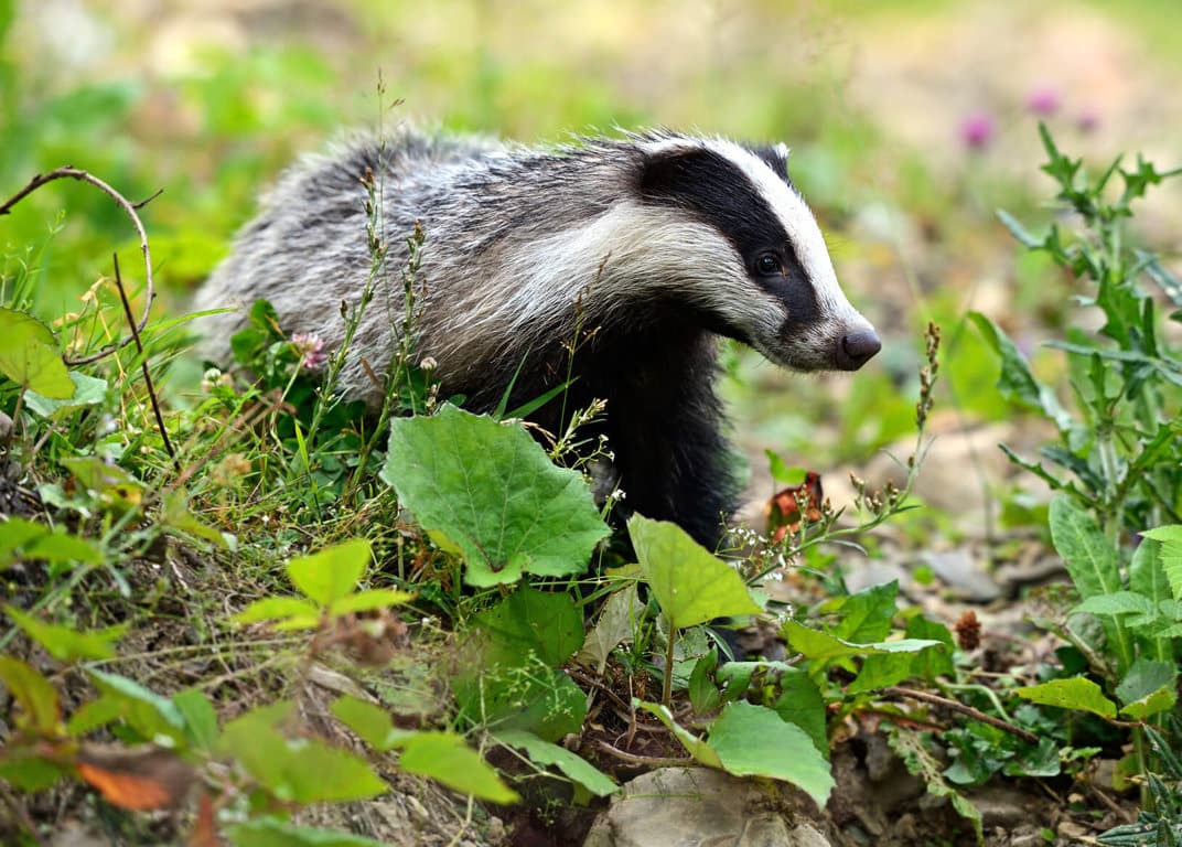 Badger Def Badgers - World Deer