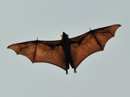 Bats Body and Wings