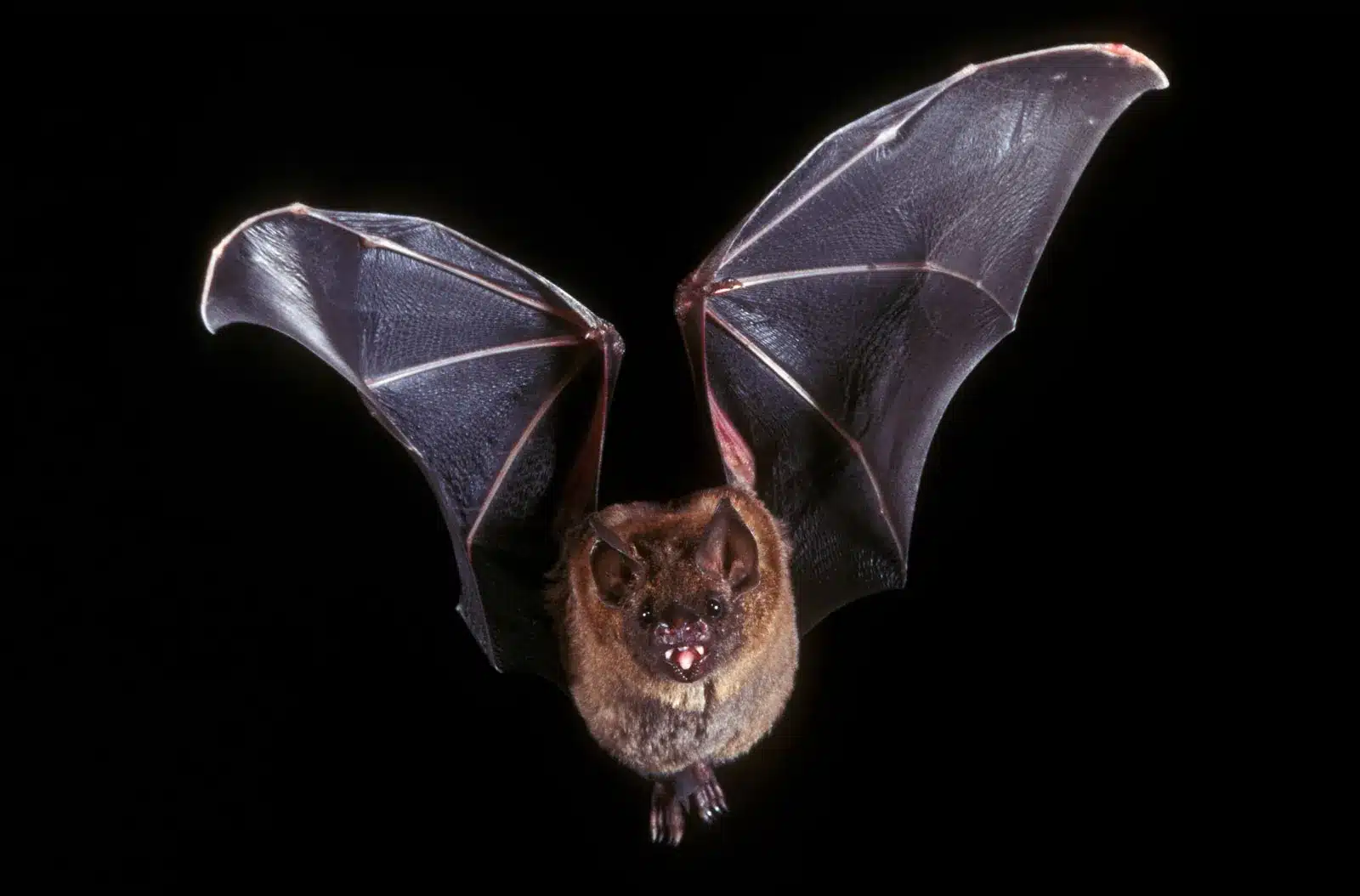 Bats, The Guardians of the Night Sky