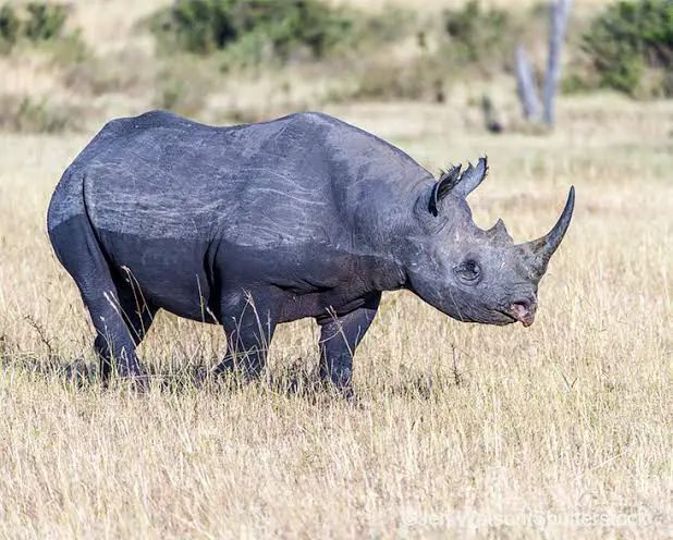 Black Rhinoceros (Diceros bicornis)