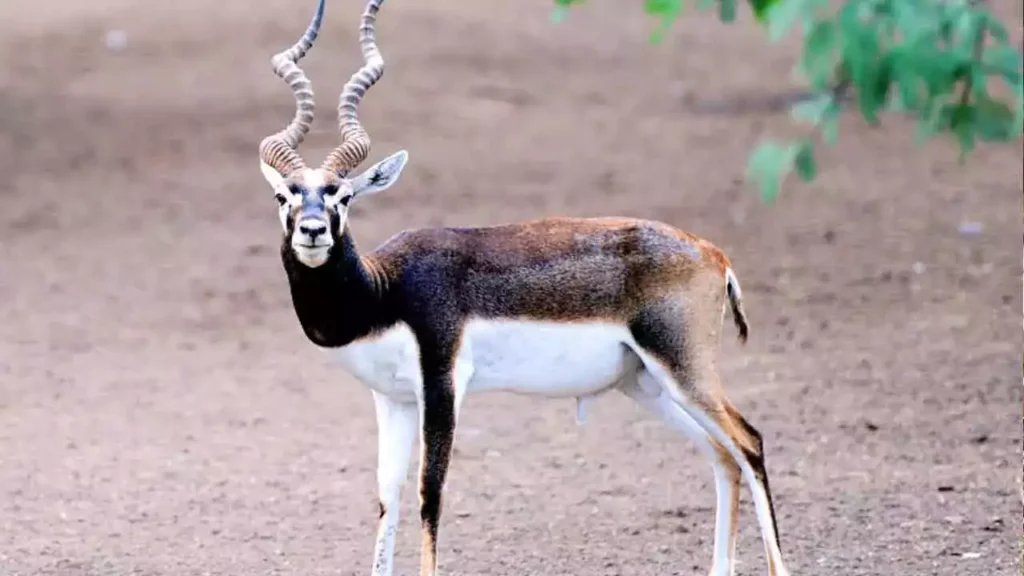 Blackbuck (Antilope cervicapra)