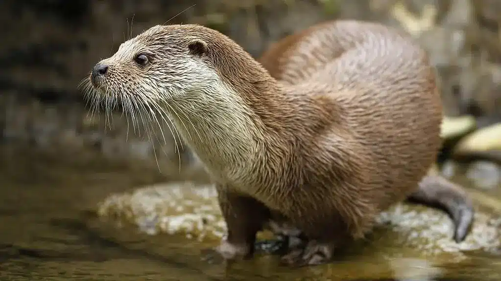 Eurasian otter