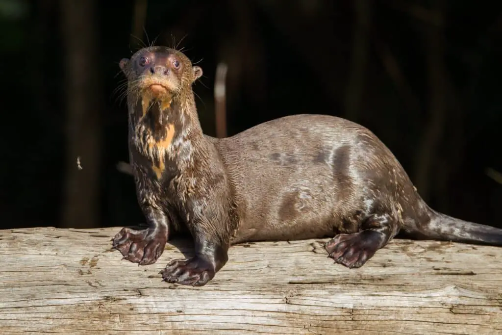 Giant otter( Pteronura brasiliensis)