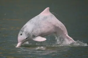 Humpbacked dolphin