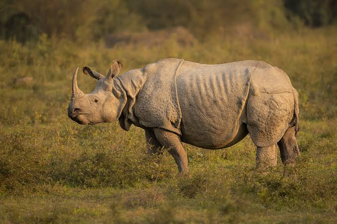 Indian Rhinoceros (Rhinoceros unicornis) - World Deer