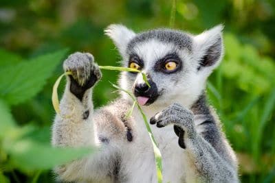 Lemur Diet and Digestion