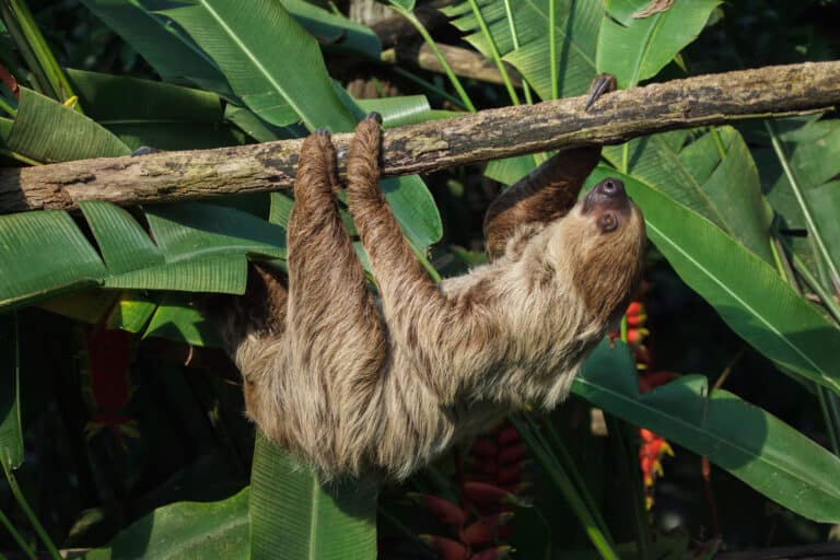Linnaeus’s Two-Toed Sloth: Behavior and Conservation Efforts- World Deer