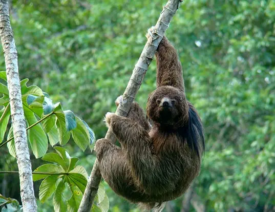 Maned sloth (Bradypus torquatus)