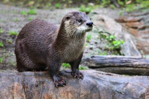 Neotropical Otter