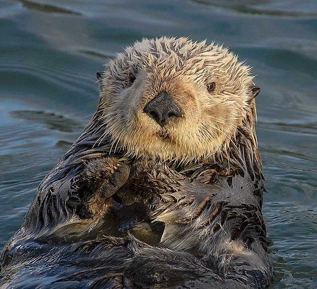 Otters Scientific Classification 