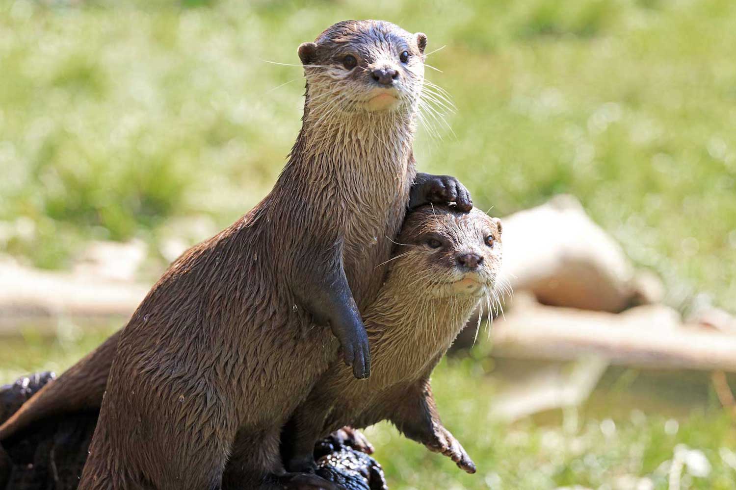 Otters, The Playful Aquatic Mammals of Nature