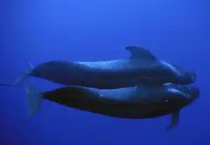 Pilot whale