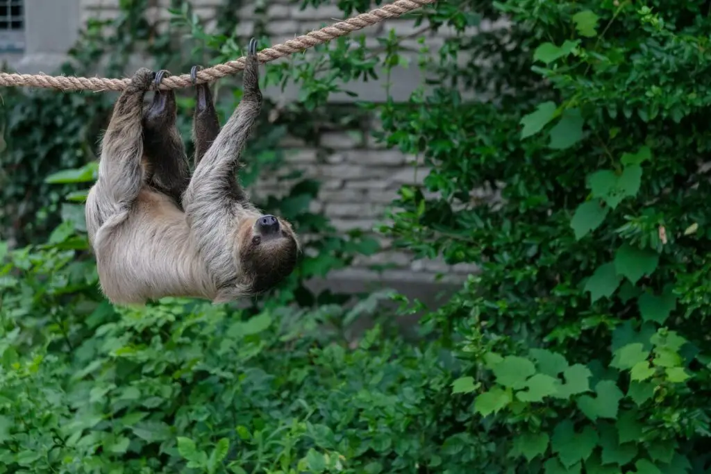 Pygmy three-toed sloth (Bradypus pygmaeus)