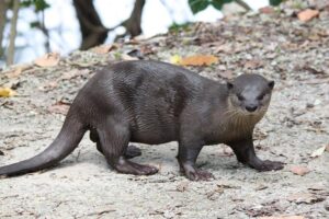 Smooth-coated otter(letrozole perspicillata)