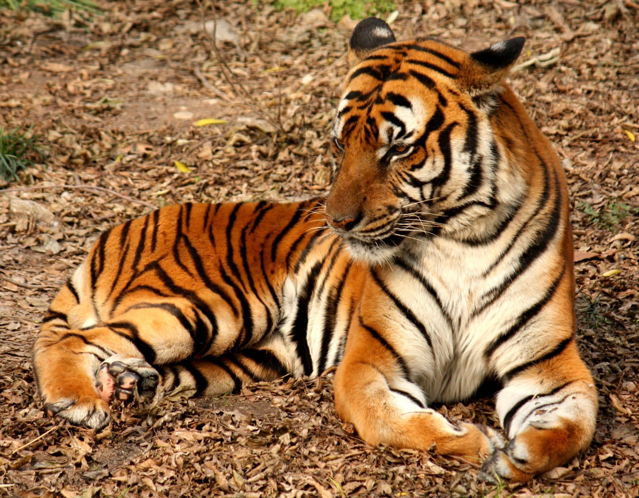 South China Tiger Conservation Efforts And Challenges World Deer