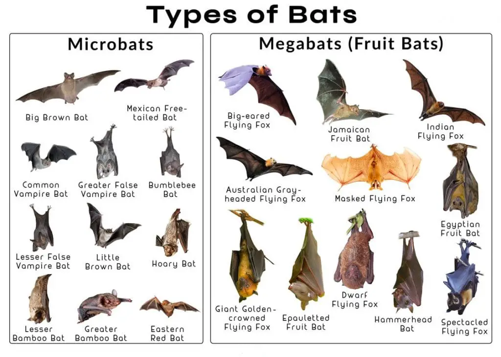 Bats Species