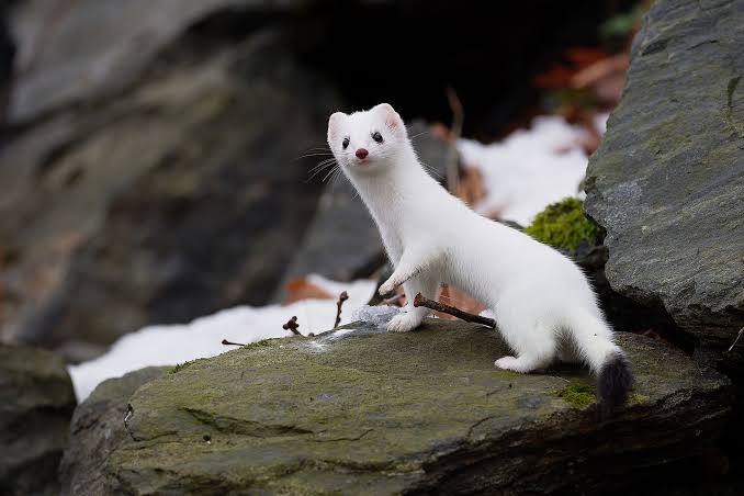 Stoat Weasel