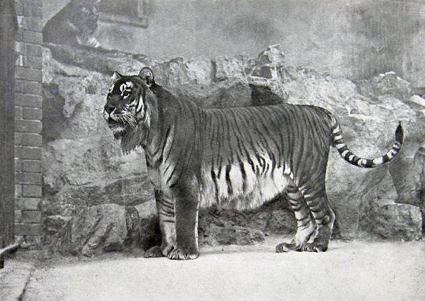 The Caspian Tiger (P.t.virgata)