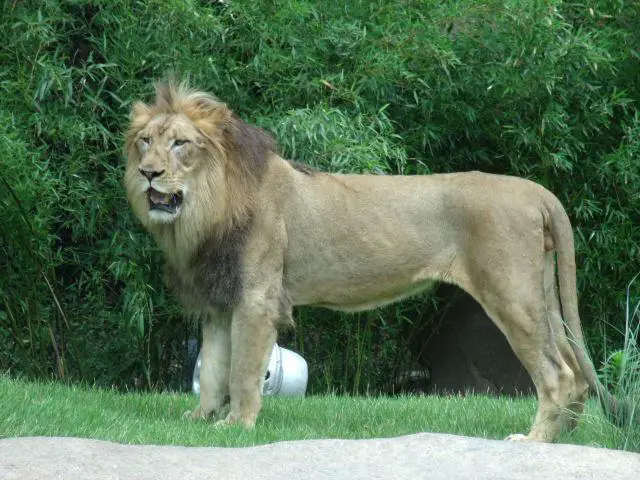 Transvaal Lion