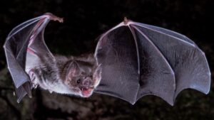 Vampire Bats